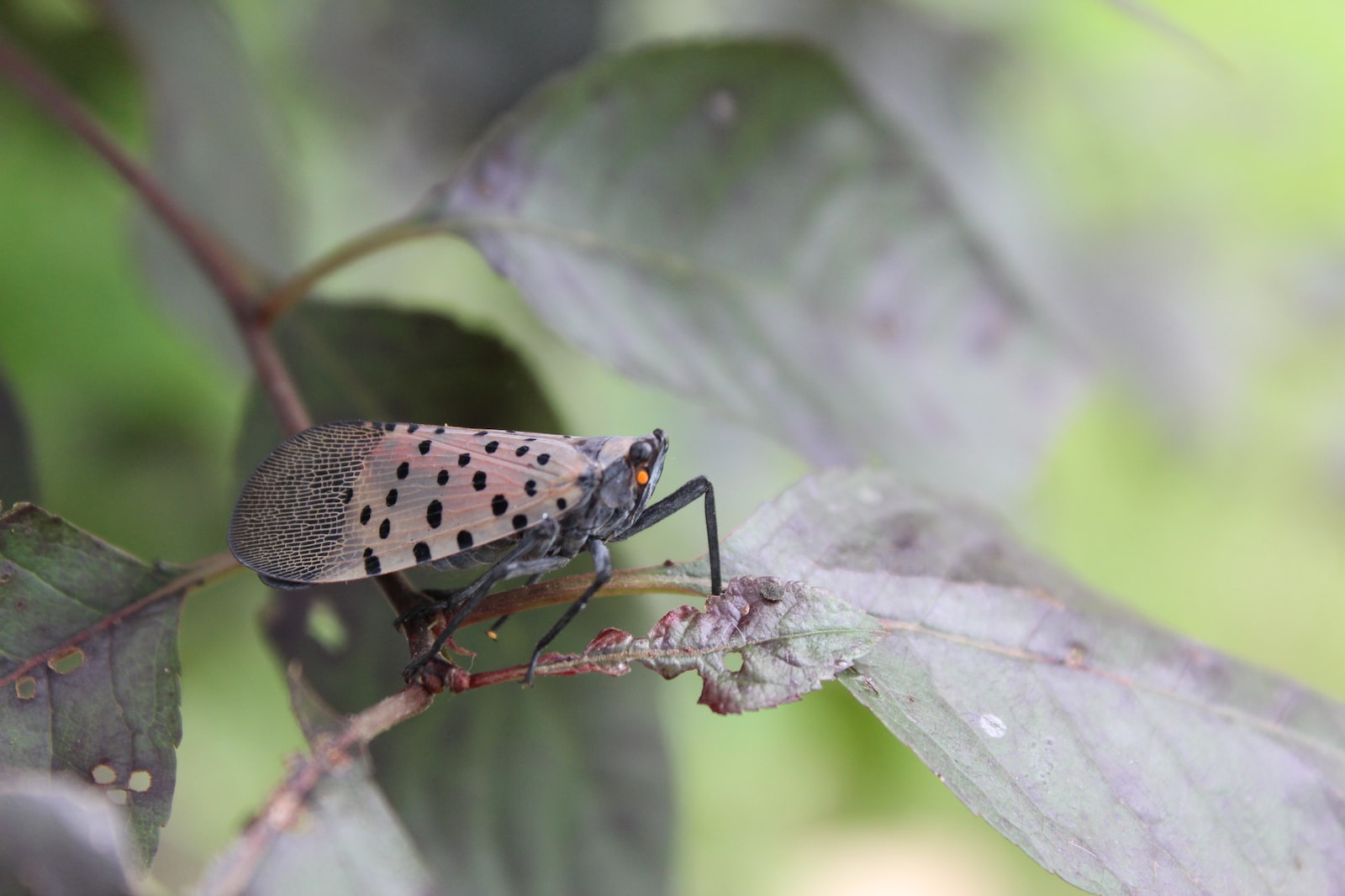 Spotted Lanternfly Arrives in the Laurel Highlands - Mountain Watershed ...