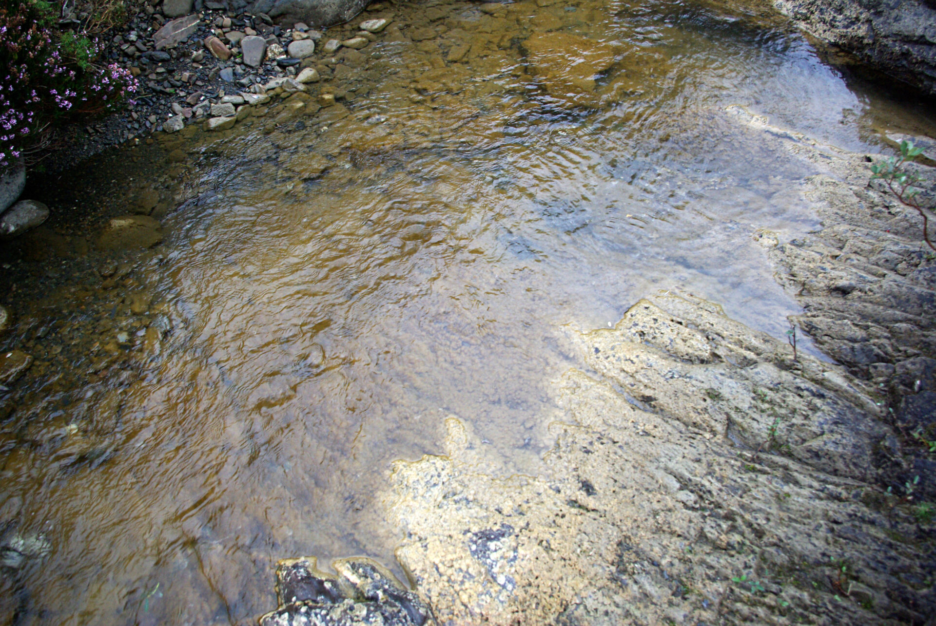 Gross Rocks Gross! Rock snot in the Yough? - Mountain Watershed Association