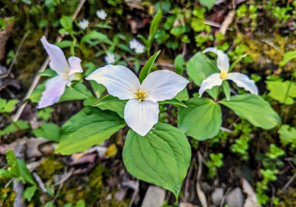 Colleen O'Neil PXL_20230427_123108781