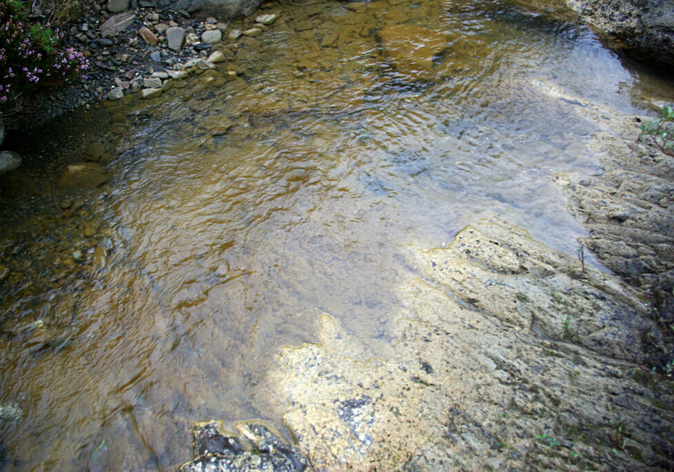 Didymosphenia geminata en el río Yuso. Y01