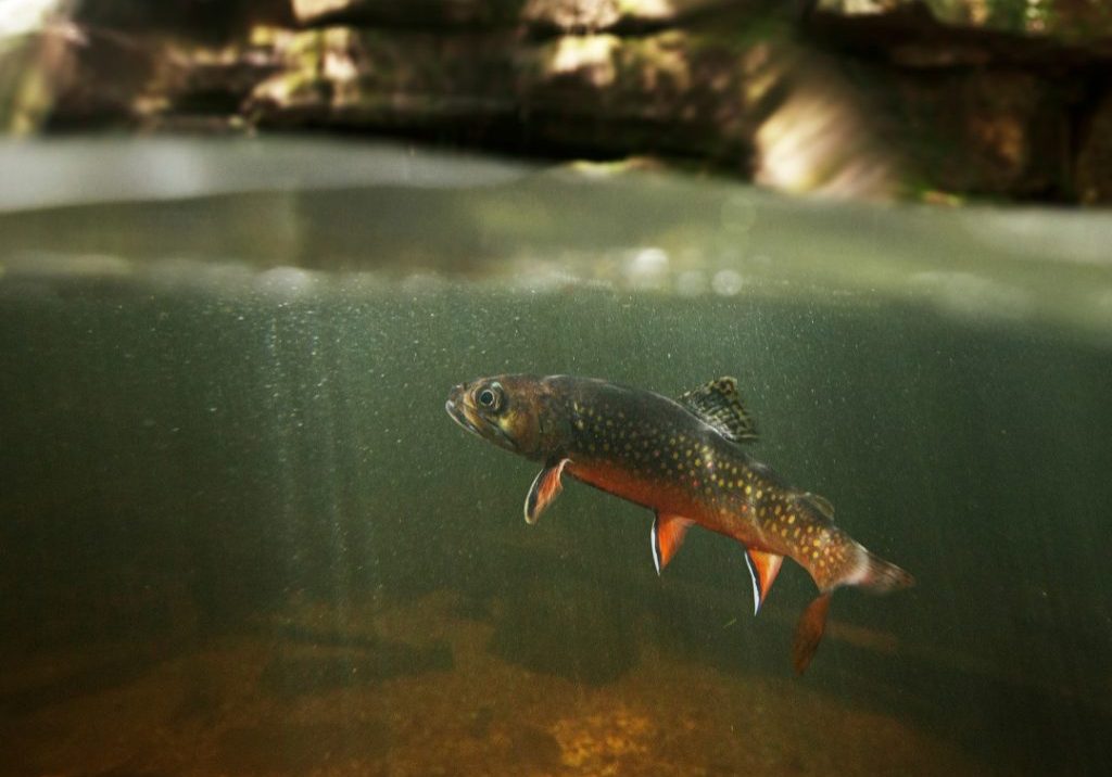 brook trout