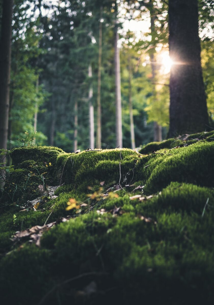 green grass