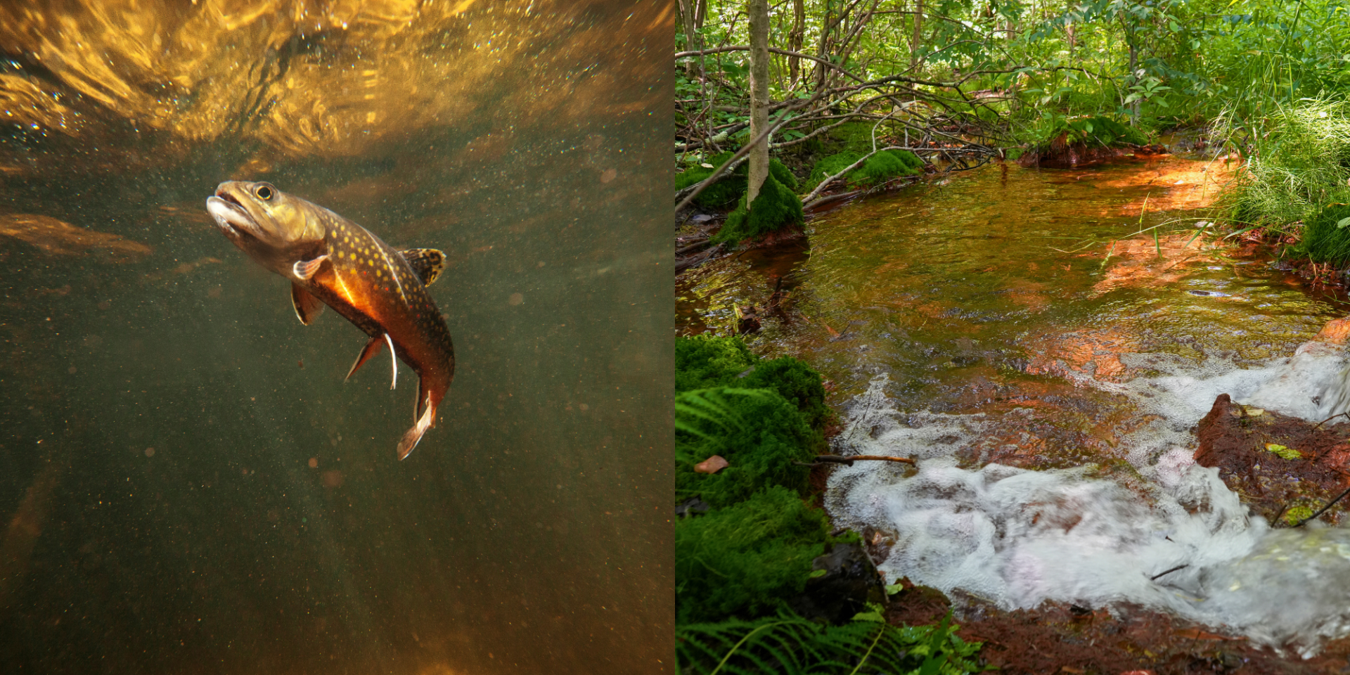 Native brook trout cannot survive in water polluted with mine drainage, which is often highly acidic. 